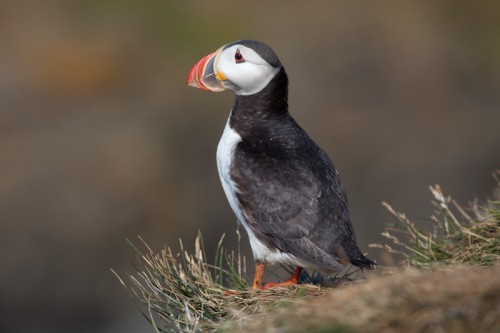 Macareux moine à Grimsey, Islande © Samuel Blanc