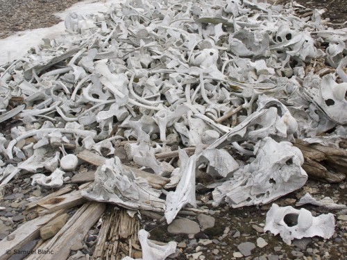Ossements de bélougas à Ahlstrandodden, Svalbard