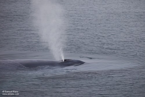 Blue Whale, Svalbard