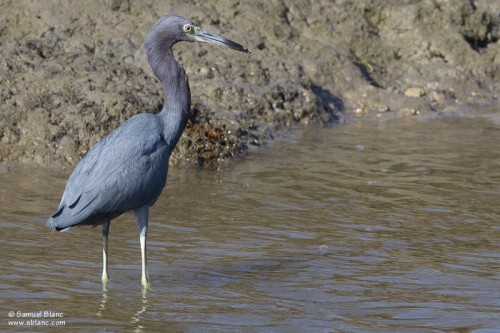Aigrette bleue / Blue Heron