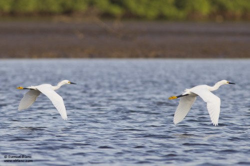 Aigrette neigeuse / Snowy Egret