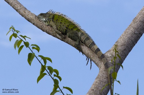 Iguane vert / Green Iguane