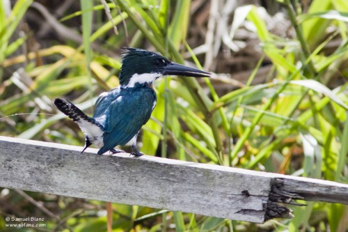 Martin pêcheur d'Amazonie / Amazon Kingfisher
