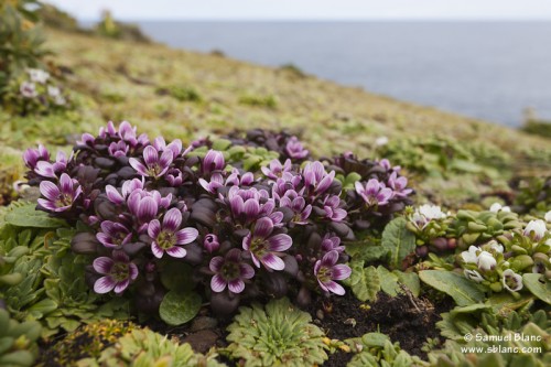 Gentiane des Auckland / Gentianella cerina