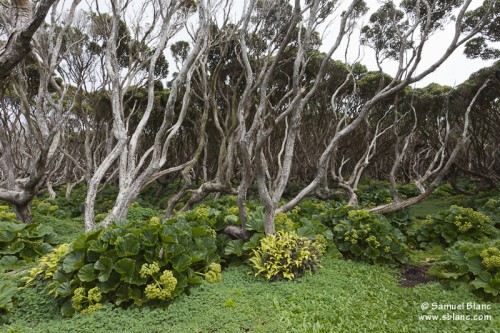 Forêt rata
