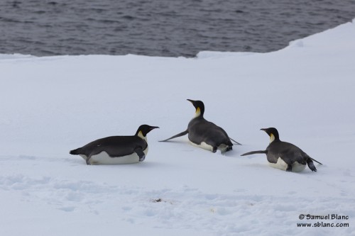Manchots empereurs sur de la glace dérivante