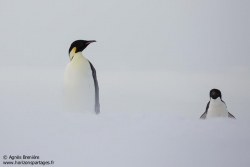 Manchot Adélie et empereur / Emperor and Adélie penguin