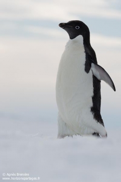 Manchot Adélie / Adélie penguin