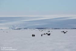 Manchot Adélie / Adélie penguin