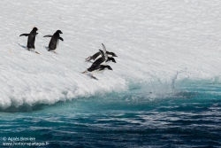 Manchot Adélie / Adélie penguin