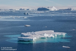 Banquise et icebergs