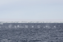 Petits rorquals / Antarctic minke whale