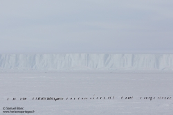 Manchot Adélie sur la banquise / Adélie penguins on sea ice