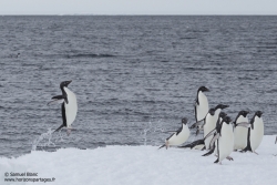 Manchot Adélie / Adélie penguin