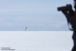 Manchot Adélie / Adélie penguin
