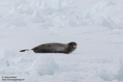 Phoque de Ross / Ross seal