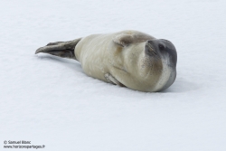 Phoque de Ross / Ross seal