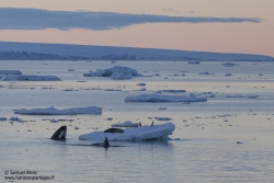 Orque épaulard / Killer whale