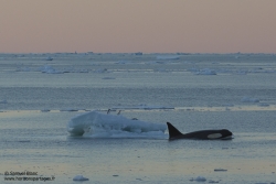 Orque épaulard / Killer whale