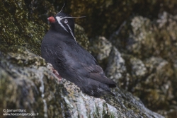 Starique pygmée / Whiskered auklet