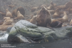 Lion de mer de Steller / Steller sea lion