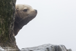 Lion de mer de Steller / Steller sea lion