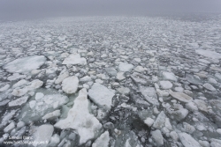 Banquise / Sea ice