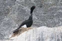 Cormoran pélagique / Pelagic cormorant