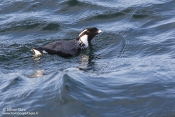 Guillemot à cou blanc / Ancient murrelet