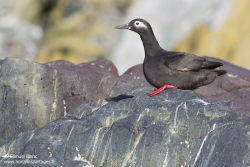 Guillemot à lunettes / Spectacled guillemot