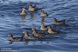 Starique cristatelle / Crested auklet