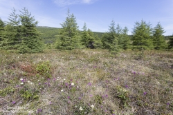 Taïga et toundra / Taïga and tundra