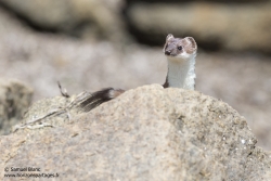 Hermine / Stoat