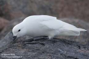 Pétrel des neiges / Snow petrel