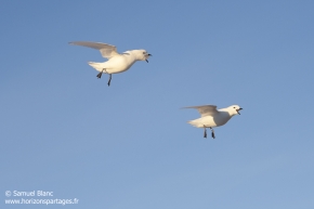 Pétrel des neiges / Snow petrel