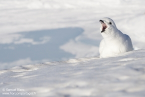 Pétrel des neiges / Snow petrel