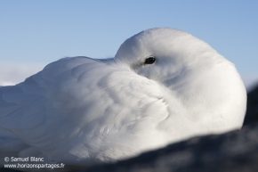 Pétrel des neiges / Snow petrel