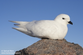 Pétrel des neiges / Snow petrel