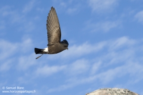 Océanite de Wilson / Wilson's storm petrel