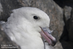 Fulmar antarctique / Southern fulmar