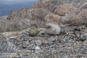 Labbe de McCormick / South polar skua