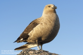 Labbe de McCormick / South polar skua