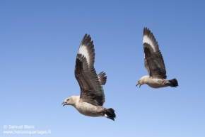 Labbe de McCormick / South polar skua