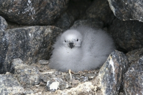 Pétrel des neiges / Snow petrel