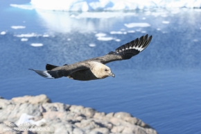 Labbe de McCormick / South polar skua