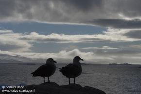 Labbe de McCormick / South polar skua