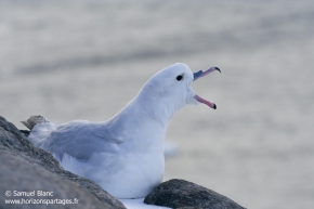 Fulmar antarctique / Southern fulmar