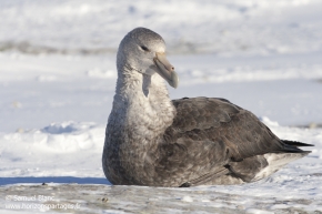 Pétrel géant antarctique / Southern giant petrel