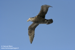 Pétrel géant antarctique / Southern giant petrel