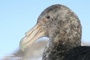 Pétrel géant antarctique / Southern giant petrel